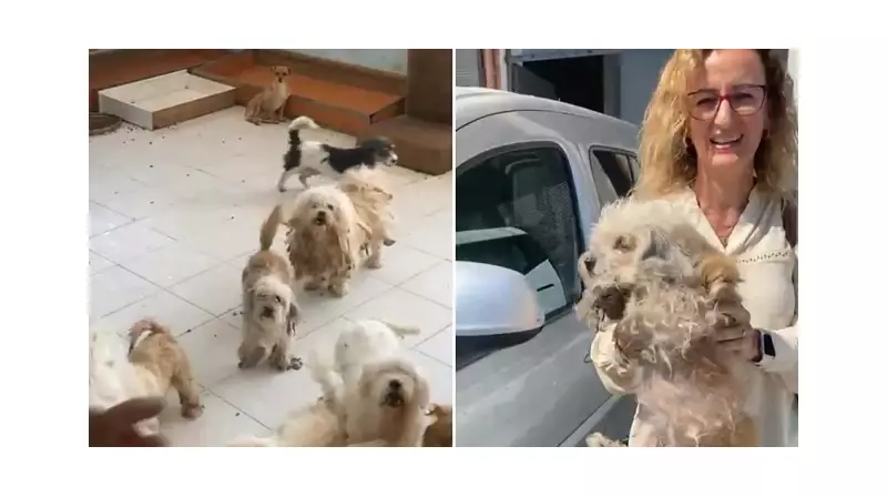Kocaeli'de İçler Acısı Durum: 20 Köpek Kapalı Bir Evde Açlıktan Ölmek Üzereyken Kurtarıldı!