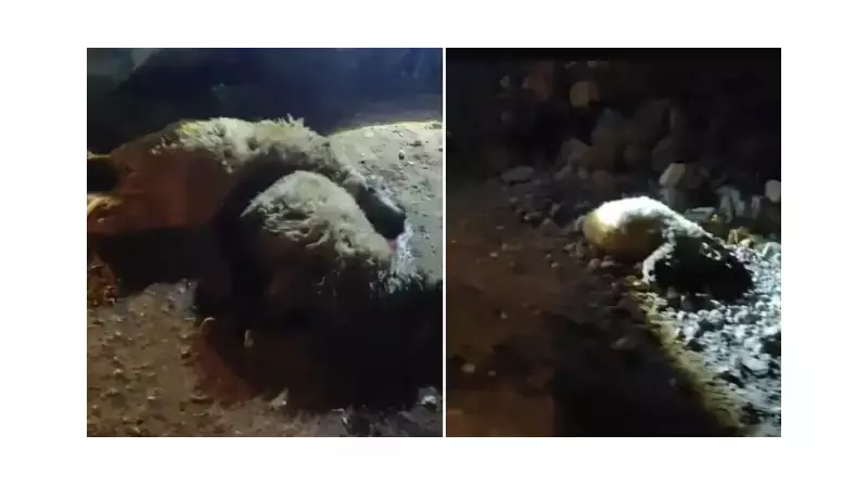 Korkunç Kaza: Tırın Çarptığı 13 Küçükbaş Hayvan Can Verdi!