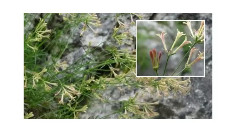 Küre Dağları'nda Botanik Keşif: Yepyeni Bir Endemik Bitki Türü Bulundu!