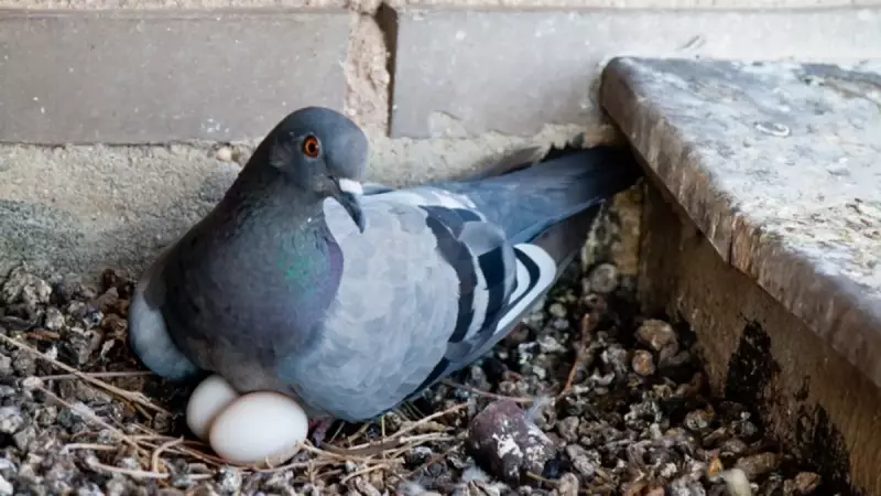 Kumru Yumurtası Kaç Günde Çıkar? İşte Kumruların Kulücka Süresindeki Şaşırtıcı Detaylar!