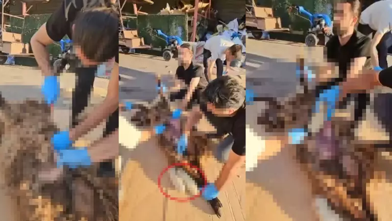 Köyde Ölü Bulunan Koyunun Karnından Şoke Eden Çıktı: Uyuşturucu Yüklü Paketler!