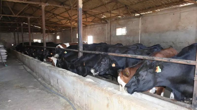 Malatya'ya Büyük Müjde! 2 Bin 932 Damızlık Büyükbaş Üreticilere Dağıtılacak