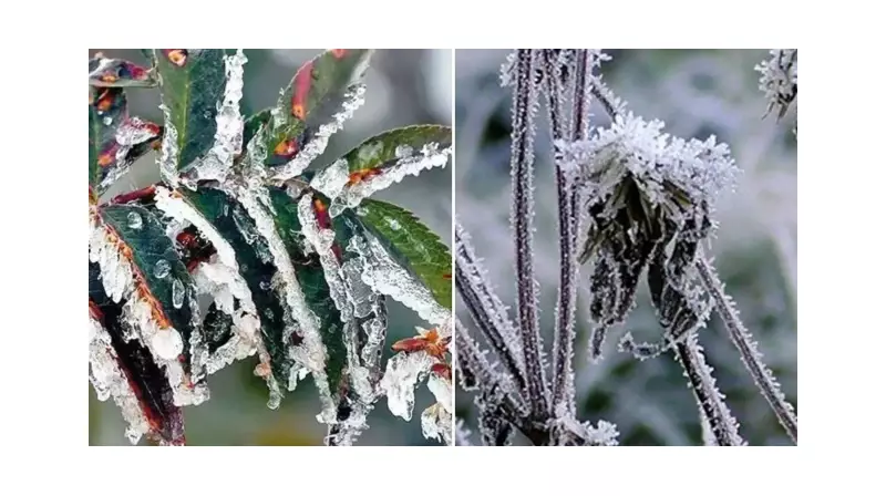 Meteoroloji Çiftçiyi Uyardı: Gece Don Tehlikesi! Bu İllere Dikkat