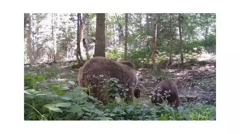 Muhteşem An! Anne Ayı ve Yavrusu Doğanın İçinde Su İçerken Görüntülendi