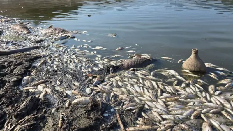 Çınarlı Gölü'nde Feci Manzara: Balık Ölümleri Artıyor, Yetkililer Alarmda!