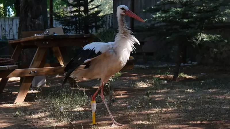 Pamuk Leyleğin İnanılmaz Hikayesi: 3D Teknolojisiyle Yeniden Kanat Çırpacak!