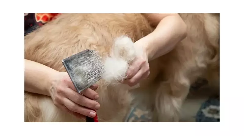 Prof. Dr. Özlü'den Çarpıcı Uyarı: Evcil Dostunuzun Tüyleri Sağlığınızı Tehdit Edebilir!