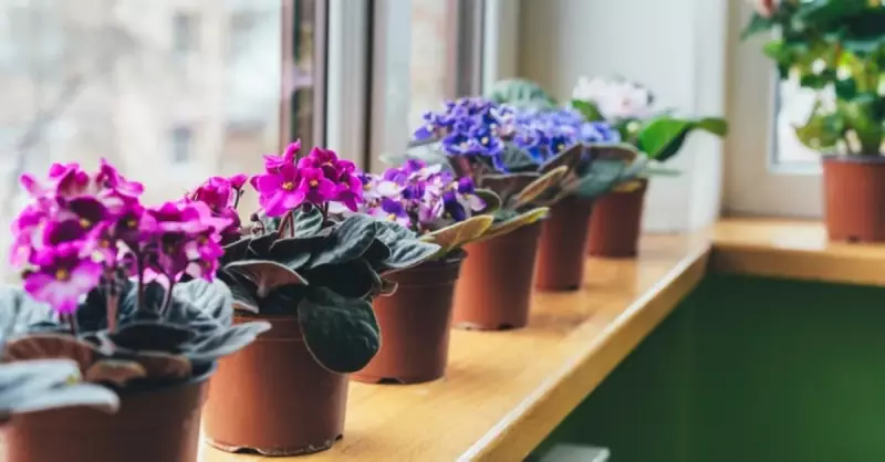 Relikt (Kalıntı) Bitki Nedir? Türkiye'nin Jeolojik Tarihine Tanıklık Eden Canlı Hazineler