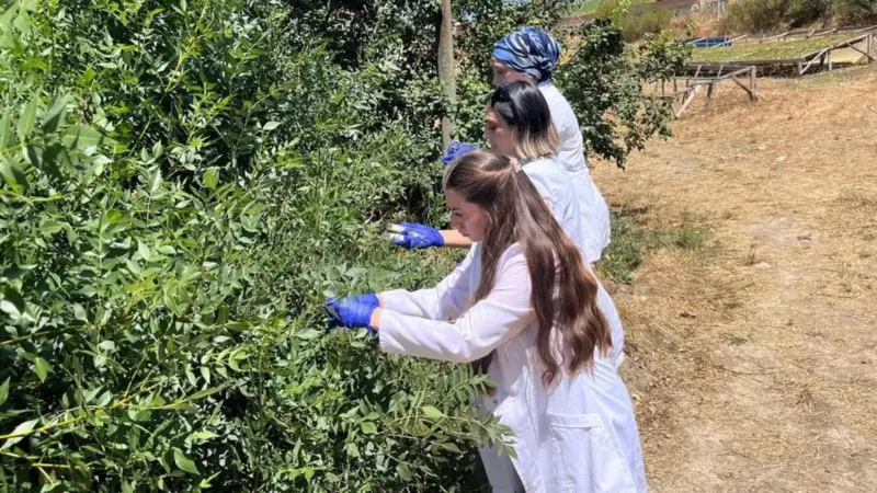 Samsun Doğasına 1 Milyon 'Samuray Arısı' Salındı: Biyolojik Savaş Başladı!