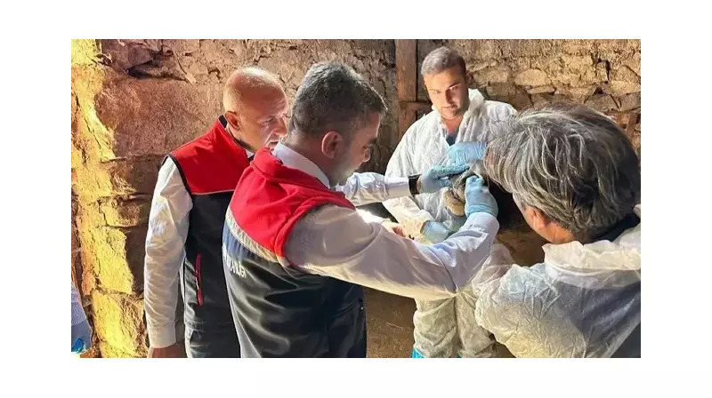 Sap Hastalığıyla Mücadelede Aşı Seferberliği: İşte Detaylar!