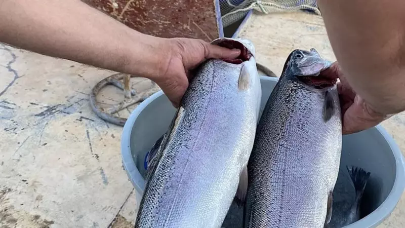 Sinop'ta Balıkçıların Büyük Şansı! 'Füze' Diye Alay Ettikleri Tekne Rekor Avla Döndü