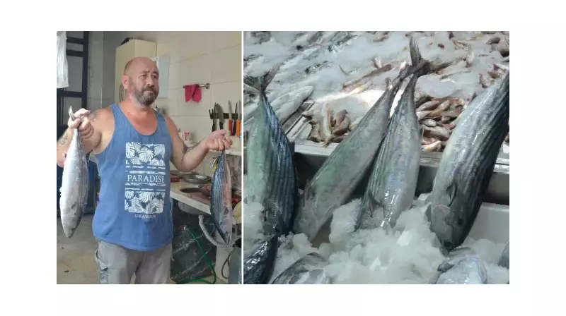 Sinop'ta Torik Bolluğu: Balıkçıların Yüzü Güldü, Fiyatlar Şaşırttı!