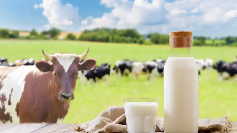 Süt Devi Şokta! Rekabet Kurulu 39 Firmaya Çapraz Soruşturma Başlattı