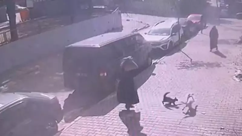İstanbul Sultangazi'de Yürüyüş Yapan Kadına ve Köpeğine Kedinin Aniden Saldırdığı Anlar Kameralara Yakalandı!