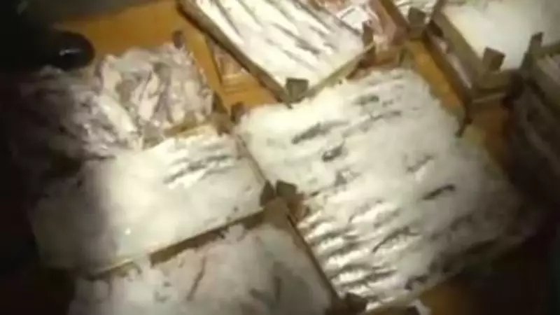 İstanbul'da Balık Mevsimi 'Vira Bismillah' Diyerek Açıldı! İşte İlk Avın Heyecanı