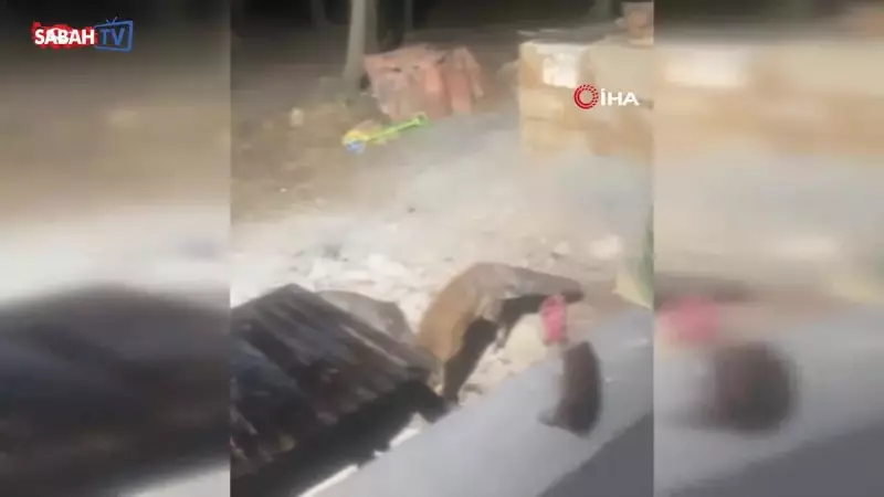 Tekirdağ'da Gizemli Tilki İnsanlarla Konuşuyor! Bu Görüntüler Sosyal Medyayı Salladı