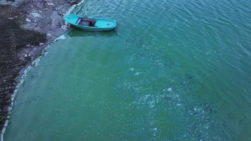 Terkos Barajı'nda Şaşırtan Görüntü: Suyun Bir Bölümü Yeşile Büründü!