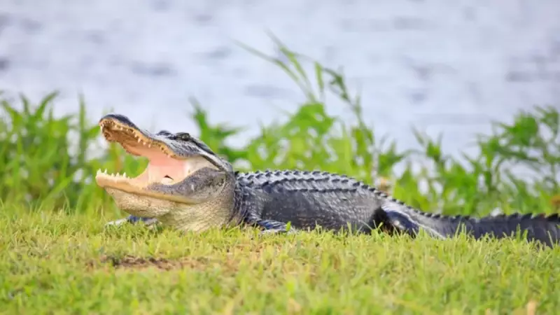 Timsah Türleri Rehberi: Dünyanın En İlginç ve Tehlikeli Sürüngenleri Hakkında Şaşırtıcı Bilgiler