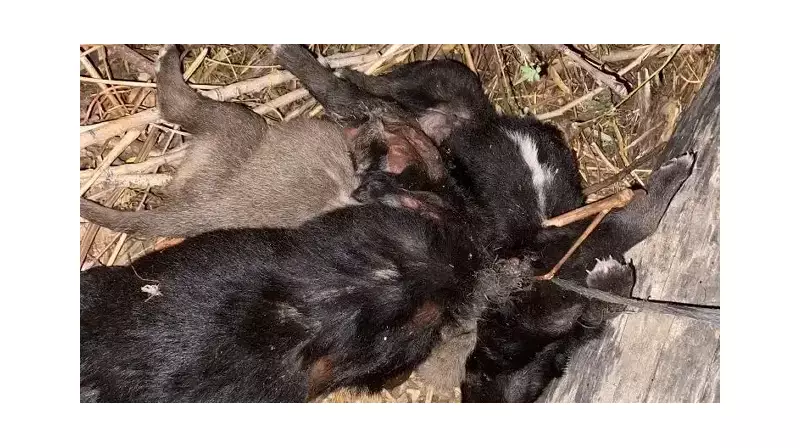Tokat'ta İnsanlık Dışı Vahşet: Yavru Köpekler Birbirine Bağlanarak Ölüme Terk Edildi!