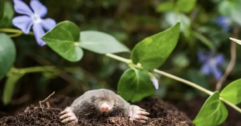 Toprağın Gizli Sakini: Yerin Altında Yaşayan İlginç Canlılar ve İsimleri