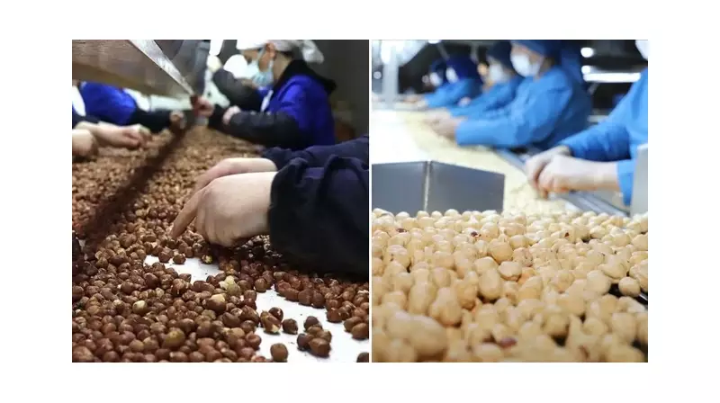 Trabzon'dan Dev İhracat Hamlesi: 8 Ayda Fındık Geliri 455 Milyon Doları Aştı!