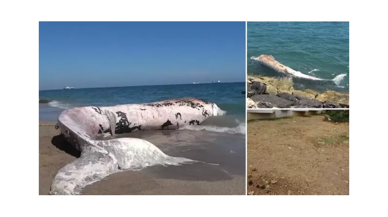 Türkiye'de Bir İlk! 4 Yıl Önce Gömülen 16 Metrelik Balina İskeleti Bilim İçin Gün Yüzüne Çıkıyor