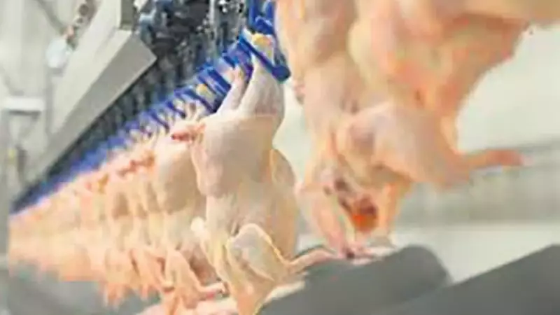 Türkiye'de Tavuk Eti Fiyatları ABD ve Avrupa'yı Kıskandırıyor: İşte Şaşırtan Sebepler!