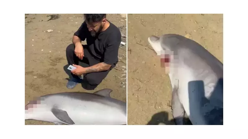 Yalova Sahilinde Hüzünlü Buluşma: Ölü Yunus Kıyıya Vurdu