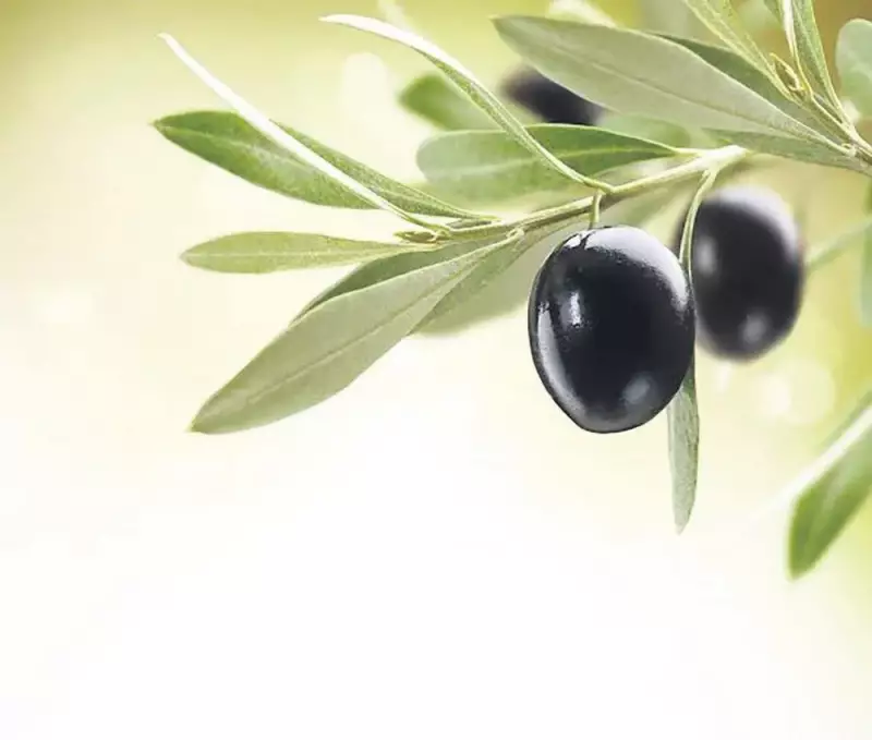 Zeytinyağı Fiyatlarındaki Son Durum: Uzmanlar Ne Diyor? | Sabah