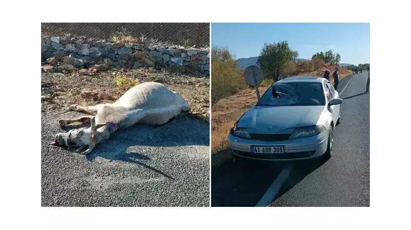 İzmir'de Acı Tablo: Gece Yarısı Otomobilin Çarptığı At Hayatını Kaybetti