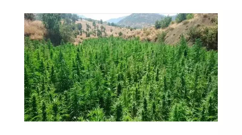 İzmir'de Ormanlık Alanda Hint Keneviri Yetiştiren Şüpheli Jandarmaya Takıldı!