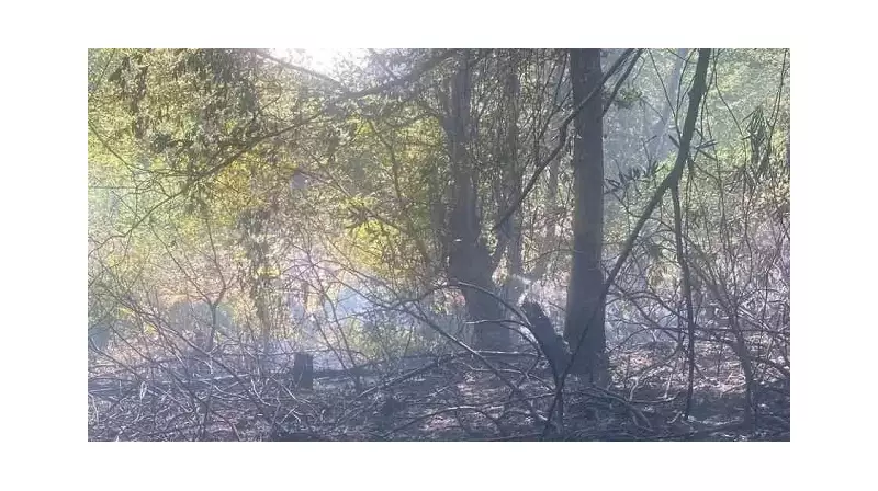 Zonguldak'ta Orman Yangını: Ekiplerin Hızlı Müdahalesi Felaketi Önledi!