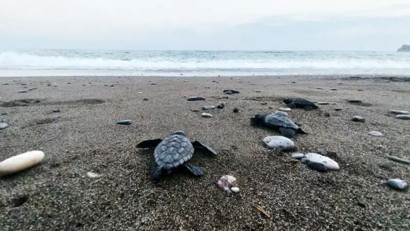 İztuzu Sahili'nde Muhteşem Doğa Olayı: 30 Bin Caretta Caretta Yavrusu Denizle Buluştu!
