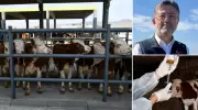 Bakan Yumaklı'dan Çarpıcı Açıklama: Hayvan Pazarlarında Dev Hamle! 38 İlde Canlı Ticaret Başladı