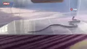 Diyarbakır'da 4. Kattaki Çocuk Odasına Yılan Girdi! Aile Dehşet Dolu Anları Anlattı