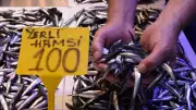 Hamsi Fiyatları Şok Etti! Kilo Fiyatı 100 TL'yi Aştı