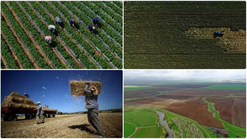 2025'te Tarlaların Kaderi Belli Oldu! Hangi Ürünler Patlama Yapacak, Hangileri Gerileyecek?