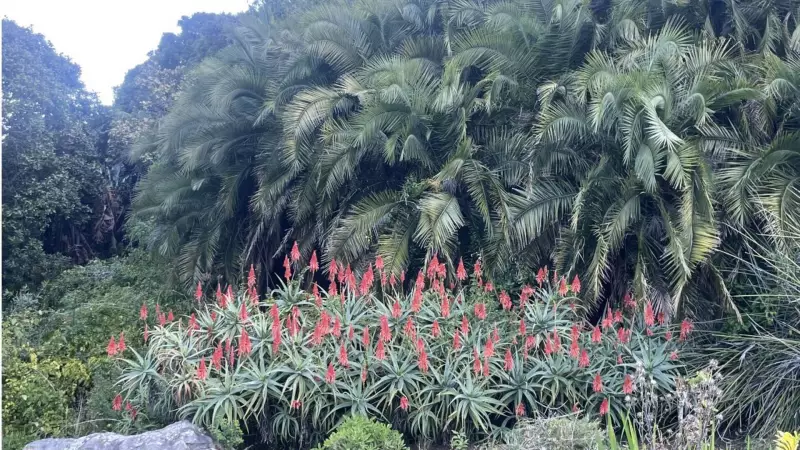 Afrika'nın Gizemli Çiçek Krallığı: Cape Floral Diyarı Dünyaya Nefes Kesen Güzelliklerini Sunuyor