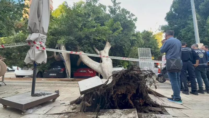 Antalya'da Dev Ağaç Fırtınada 5 Aracın Üzerine Devrildi: Yaralılar Var!