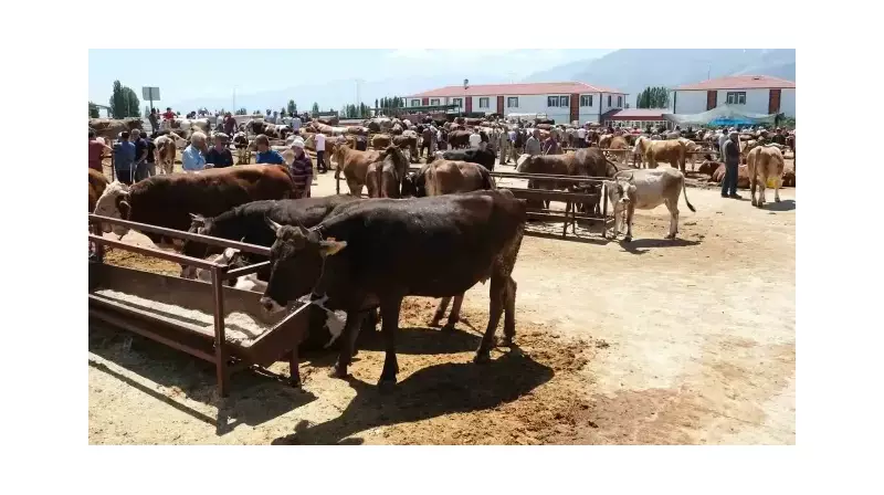Şap Hastalığı Alarmı! Bu İlde Hayvan Pazarı ve Fuarı Yasaklandı