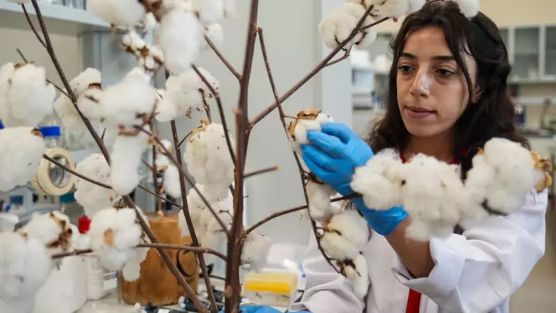 Atık Pamuk Saplarından Biyomalzeme Üretimi: Çevre Dostu Devrim!