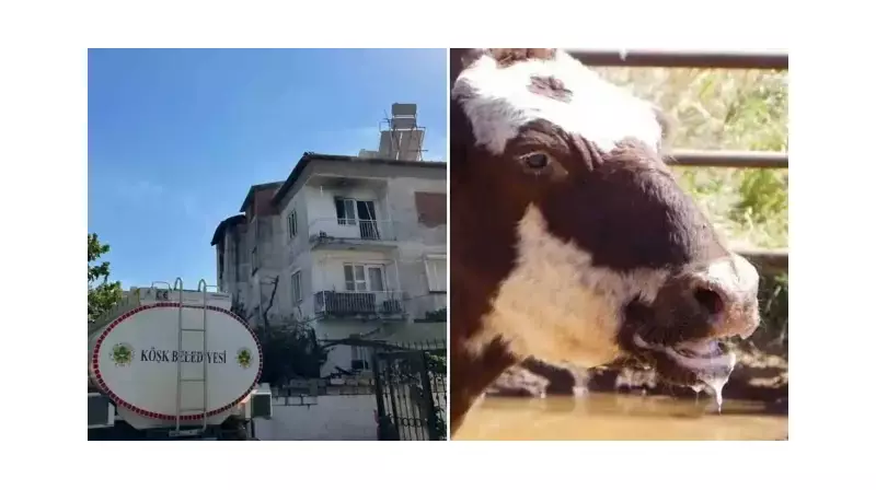 Aydın'da 12 Mahallede SAP Hastalığı Alarmı! Karantina Kararı Alındı