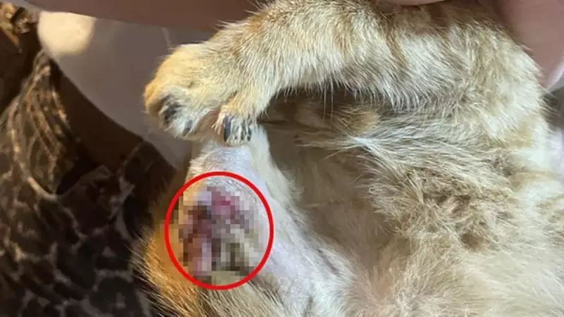 Bağlama Büyüsü İçin Sokak Hayvanlarına Akıl Almaz İşkence: Van'da Kan Donduran Vahşet