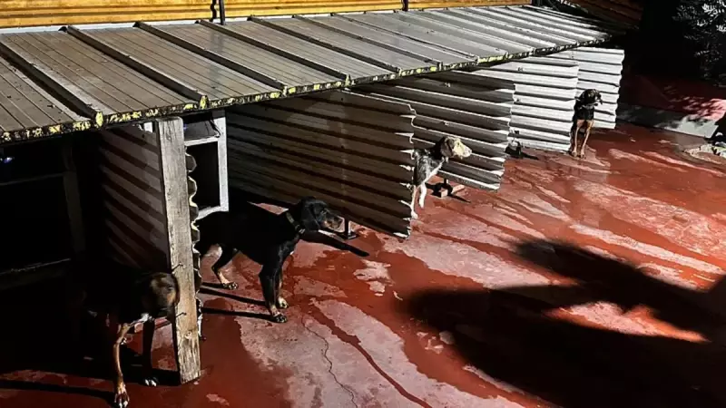 Balıkesir'de Sokak Köpeklerine Sopayla Vahşet! Failler Adalete Teslim Edildi