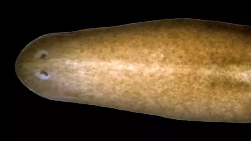 Başını Kaybetse Bile Yeniden Çıkartıyor! Bilim Dünyasını Şaşkına Çeviren Solucanın İnanılmaz Sırrı