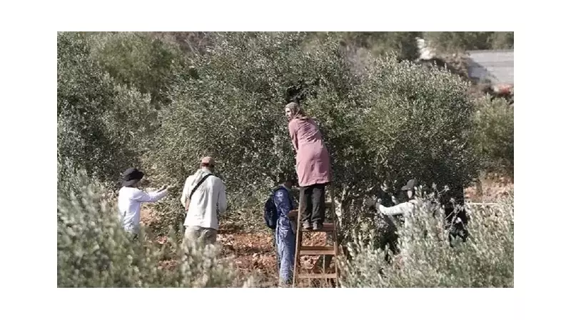 Batı Şeria'da Acımasız Saldırı: Zeytin Toplayan Filistinliler Hedef Alındı!