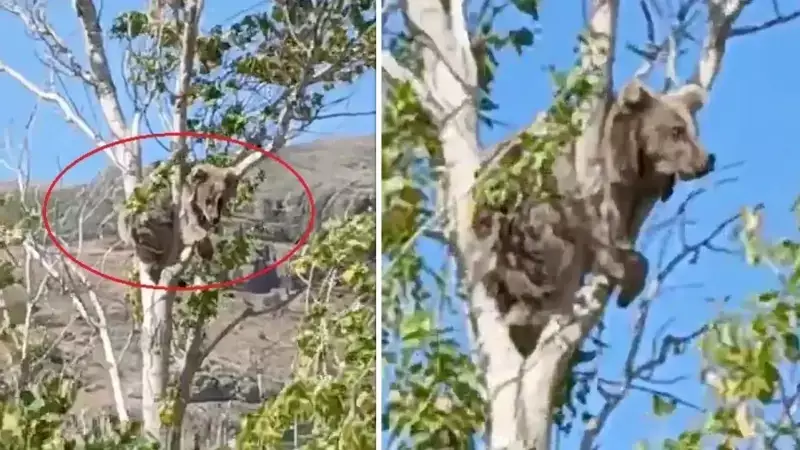 Bayburt'ta Köpeklerden Kaçan Yavru Ayı, Bu Kez Bir Ağacın Dalında Görüntülendi!