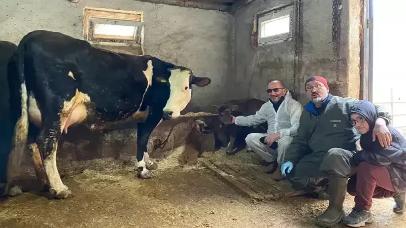 Bilim Devrimi: Genetiği Değiştirilmiş, Süt Alerjisi Olmayan Buzağılar Dünyaya Geldi!