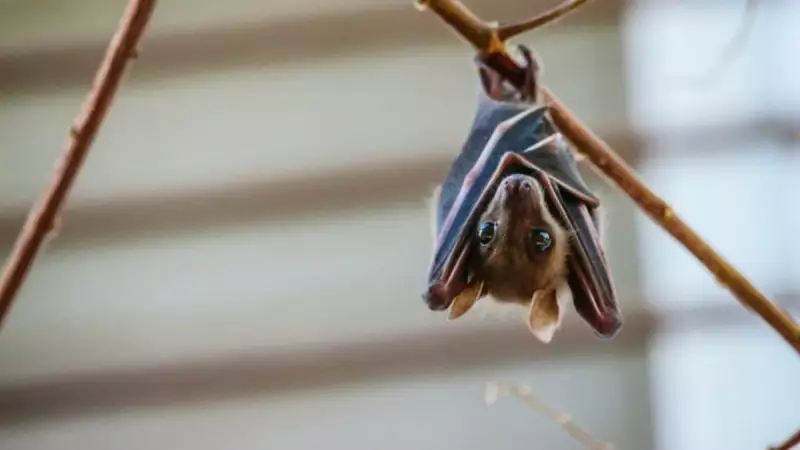 Bilim Dünyasını Şaşkına Çeviren Keşif: UV Işık Altında Hayalet Gibi Parlayan Yarasa Türleri Bulundu!