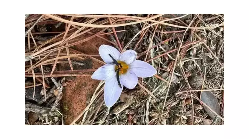 Bu Çiçeği Koparanın Cebinden 557 Bin TL Uçup Gidiyor! Doğa Katliamına Ağır Ceza